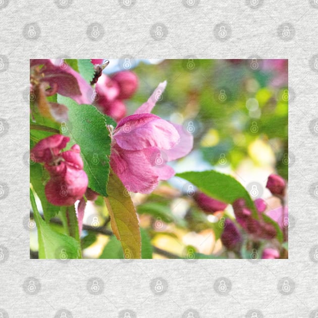 Photo of a beautiful pink cherry tree flowers by Purrfect